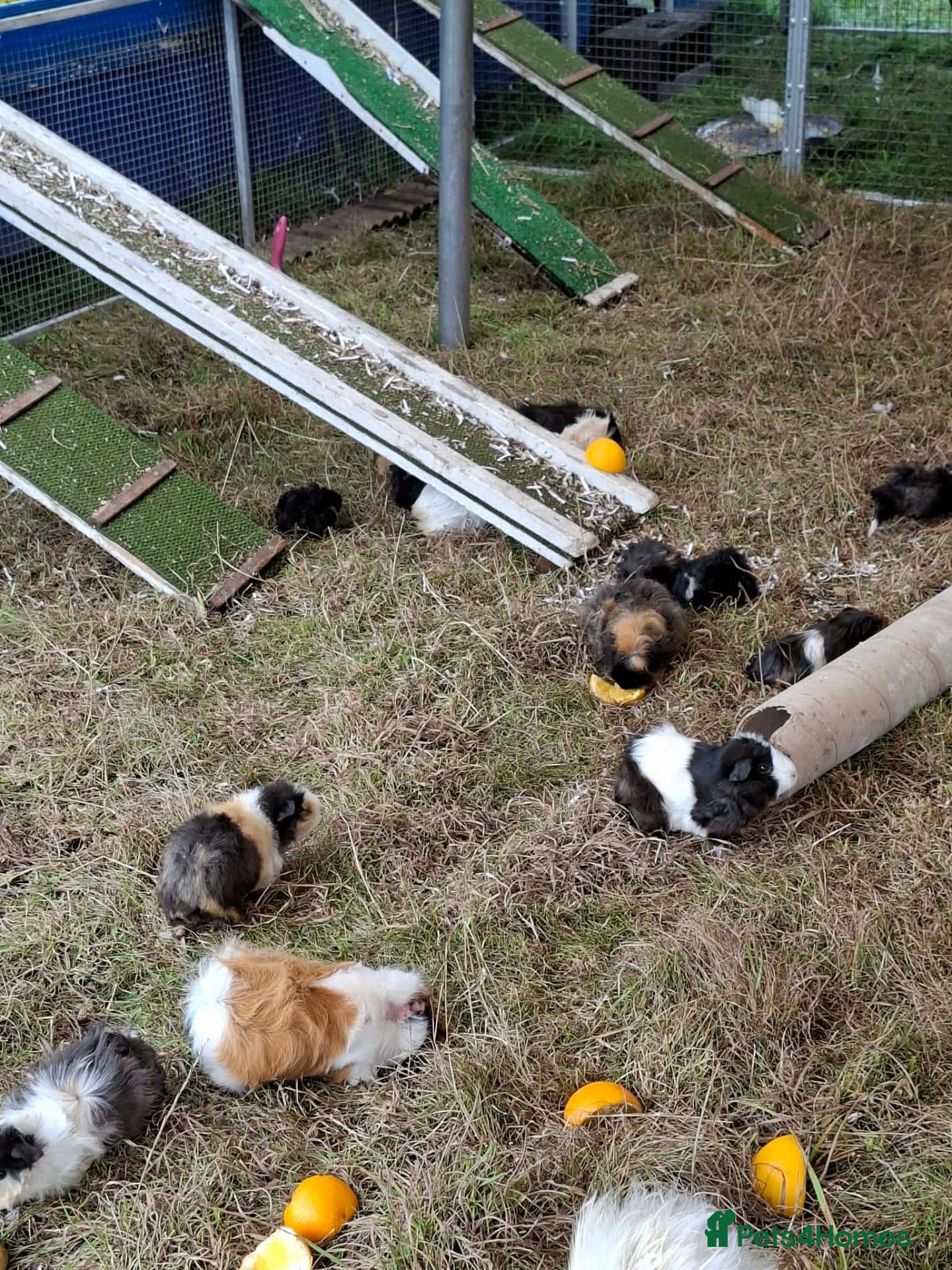 Mixed Breed rabbits for sale: GUINEA PIGS MALES ONLY - Advert 1