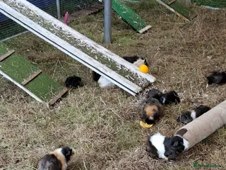 Mixed Breed rabbits ALL REHOMED SORRY - Advert 1