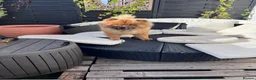 Chow Chow dogs for sale: Mikey the chow  - Advert 4