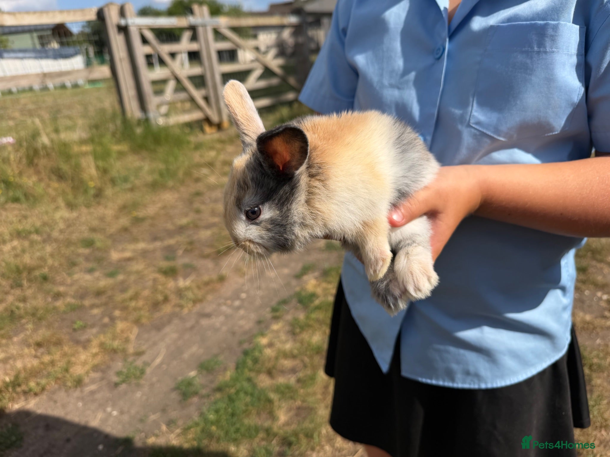 Mixed Breed rabbits Lovely litter of mixed breed rabbits  - Advert 1