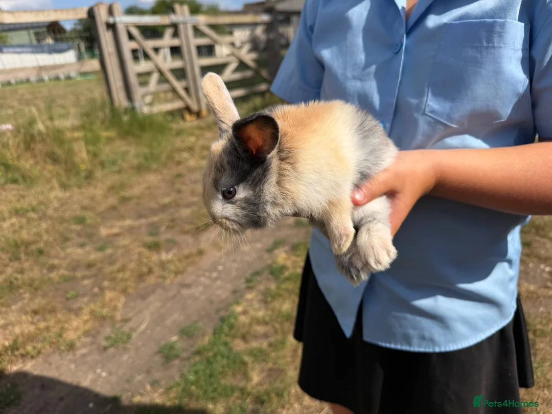 Mixed Breed rabbits for sale: Lovely litter of mixed breed rabbits  - Advert 1