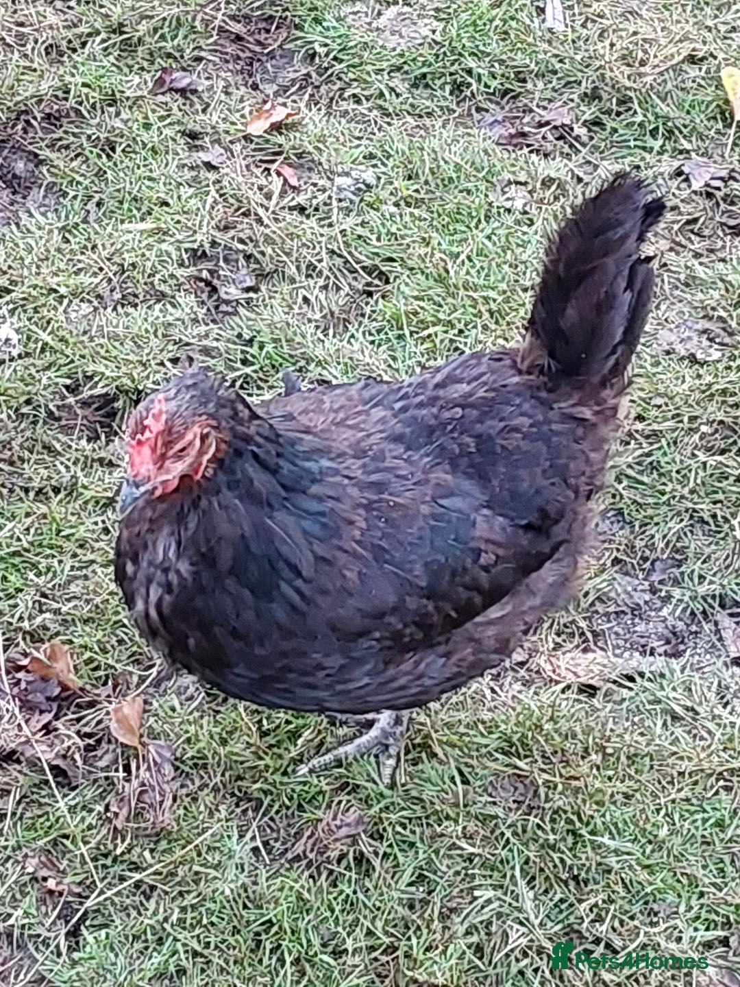 Chickens poultry for sale: Chickens  - Image 3