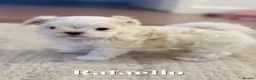 Maltese dogs for sale: Luxury Maltese“Doll Face”Puppies–Korean Bloodlline - Advert 13