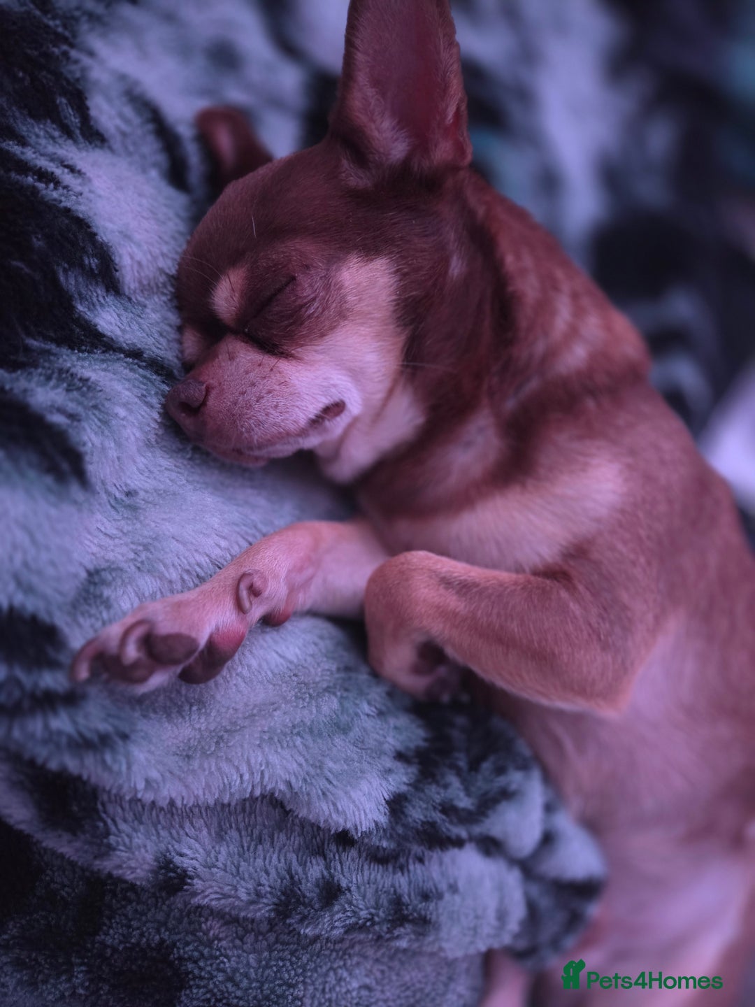 Chihuahua dogs for sale: Little rambo - Advert 3
