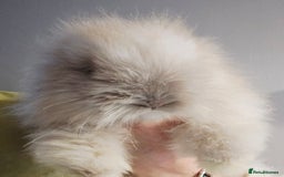 Angora rabbits for sale: Poor little man... - Image 2