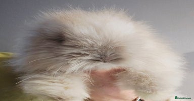 Angora rabbits - Advert 8