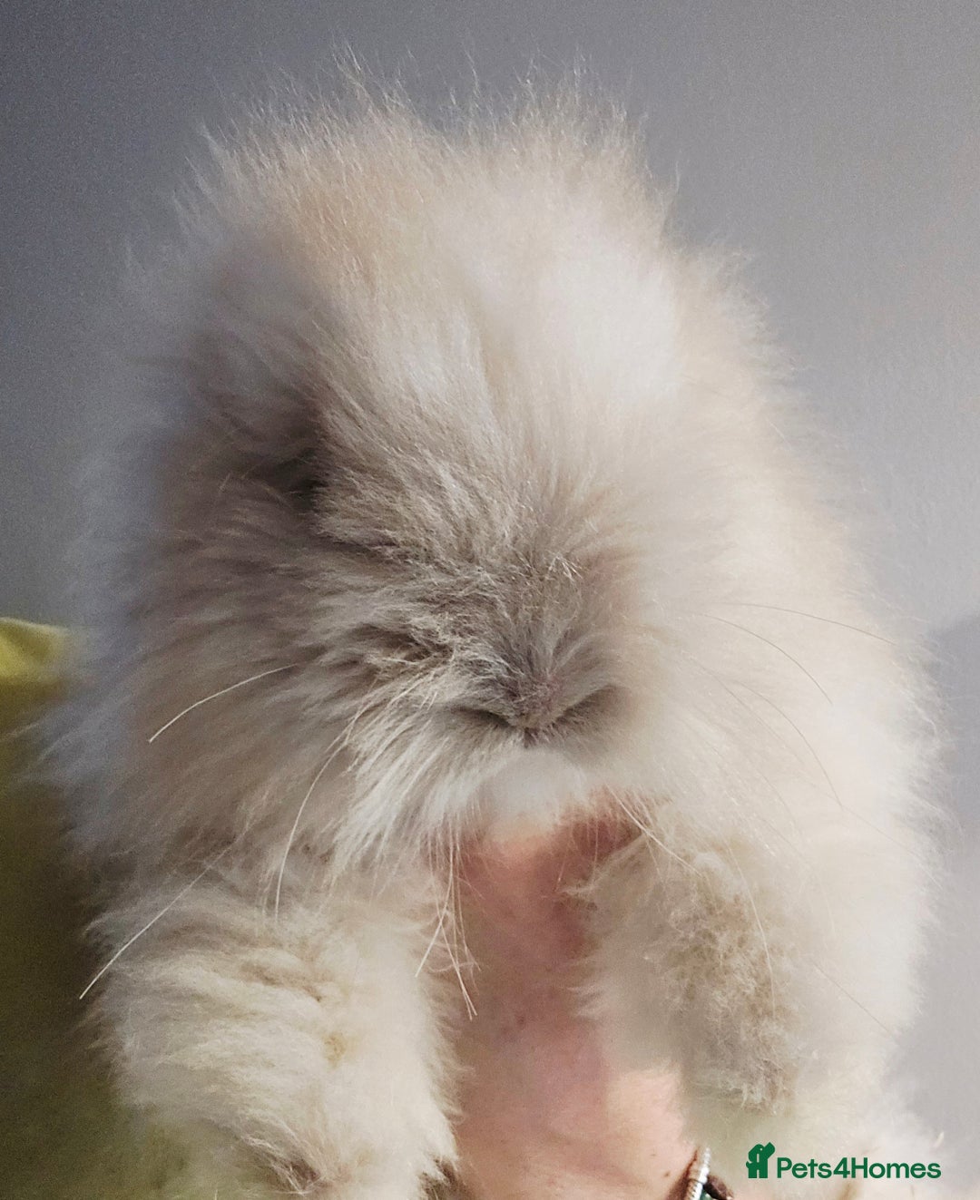 Angora rabbits for sale: Poor little man... - Image 2