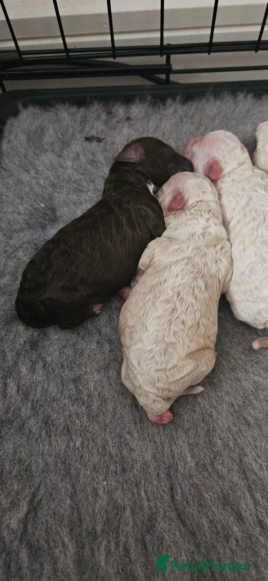 Toy Poodle dogs for sale: Beautiful Toy Poodles - Advert 10