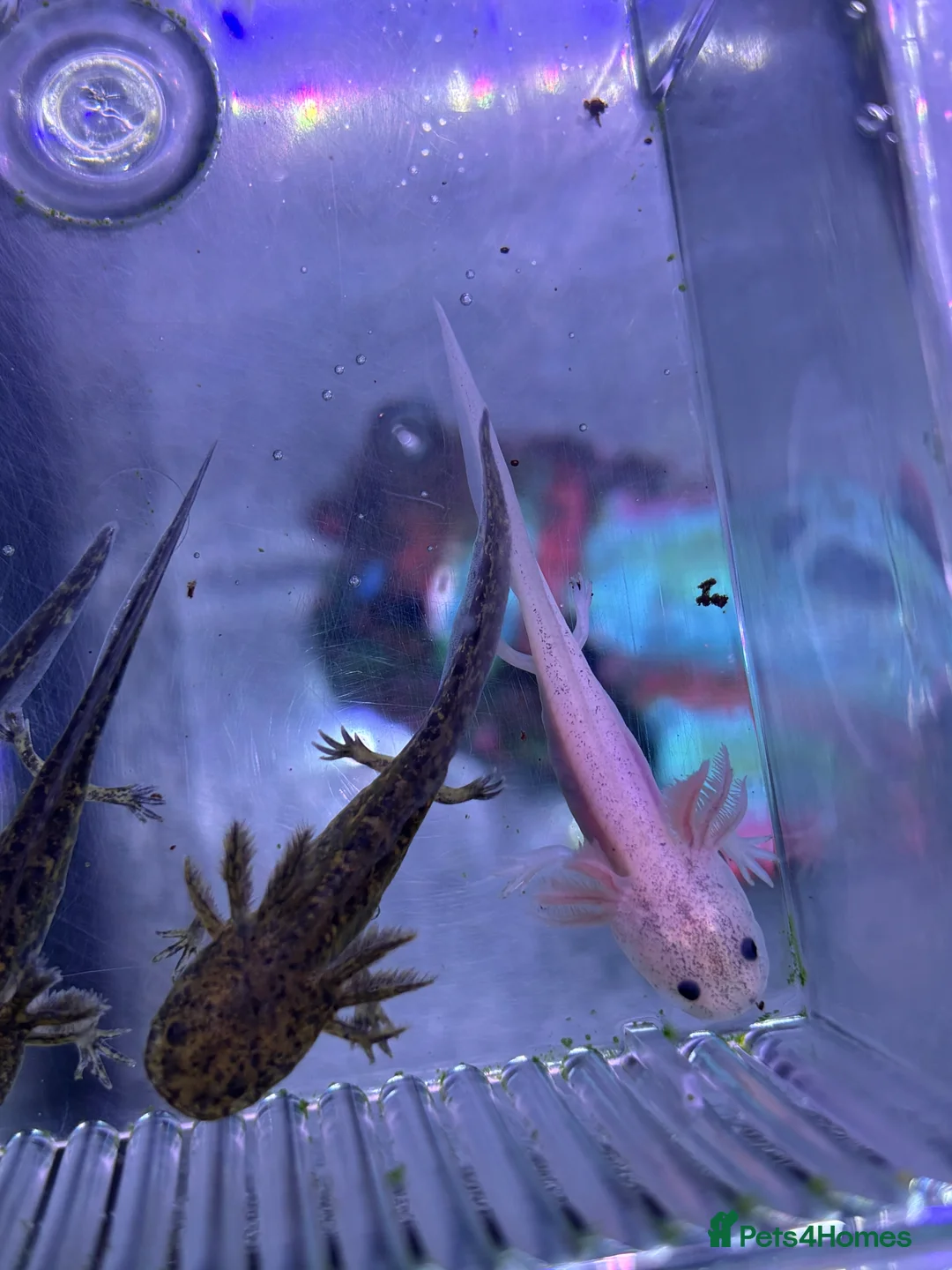 Axolotl reptiles for sale: Axolotl babies  - Advert 2
