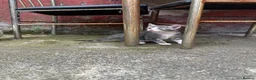 British Shorthair cats for sale: Beautiful kitten ready to leave  - Advert 8