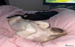 Shih Tzu dogs for sale: Stunning white and apricot boy non kc  - Image 3