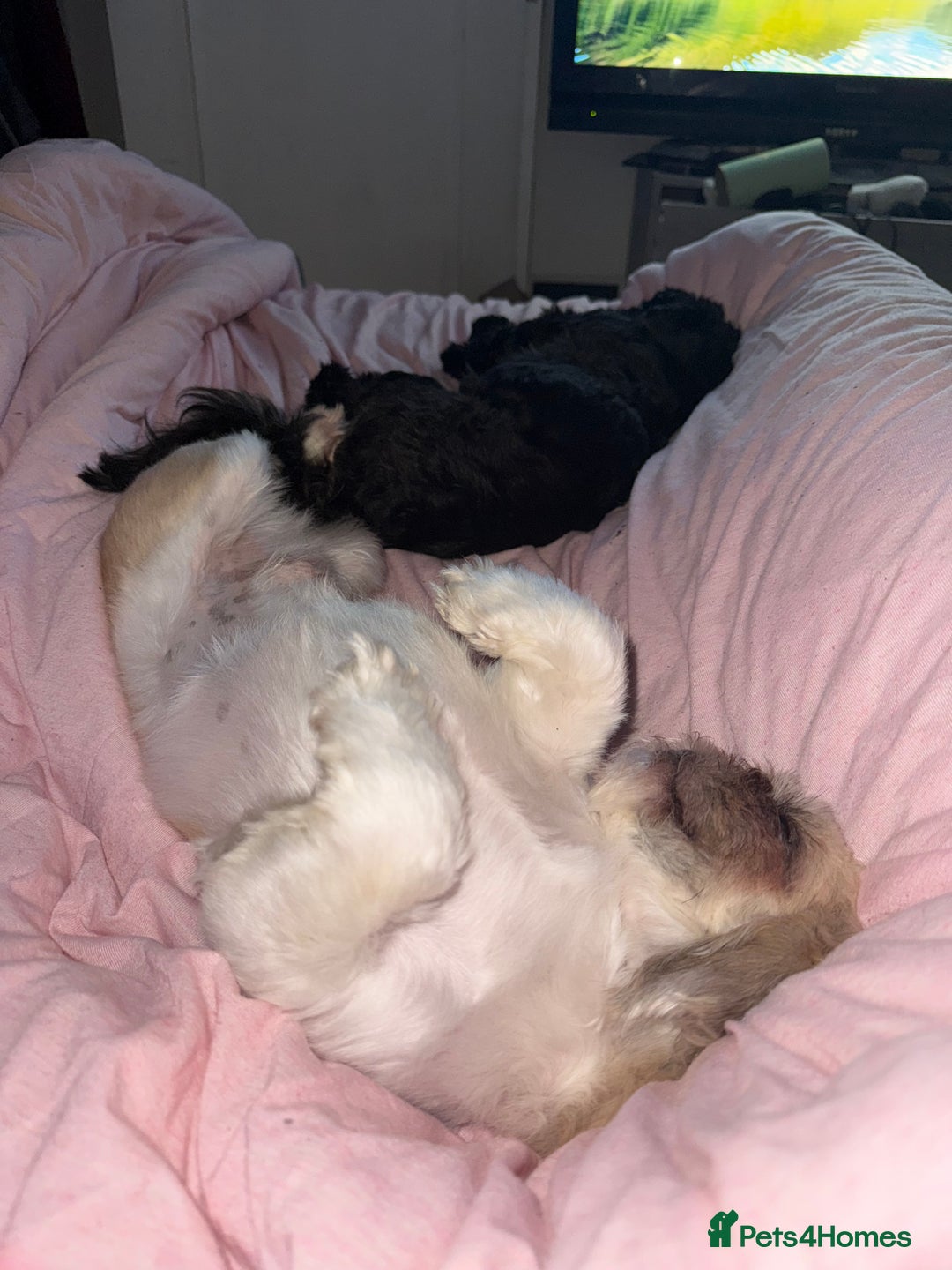 Shih Tzu dogs for sale: Stunning white and apricot boy non kc  - Image 3
