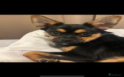 Mixed Breed dogs for sale: Juno  - Advert 2