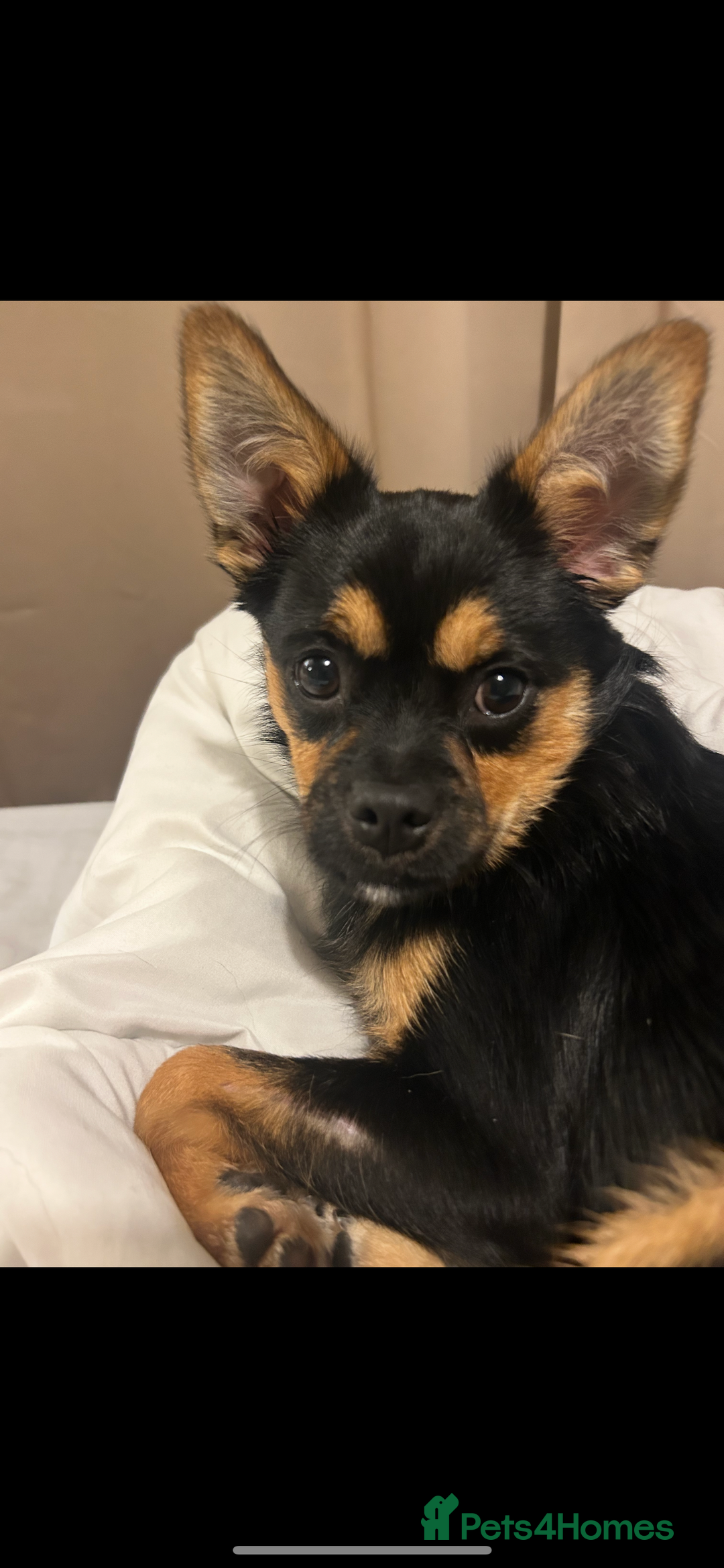 Mixed Breed dogs for sale: Juno  - Advert 2