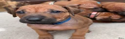 Rhodesian Ridgeback dogs for sale: Rhodesian Ridgeback Puppies - Advert 25