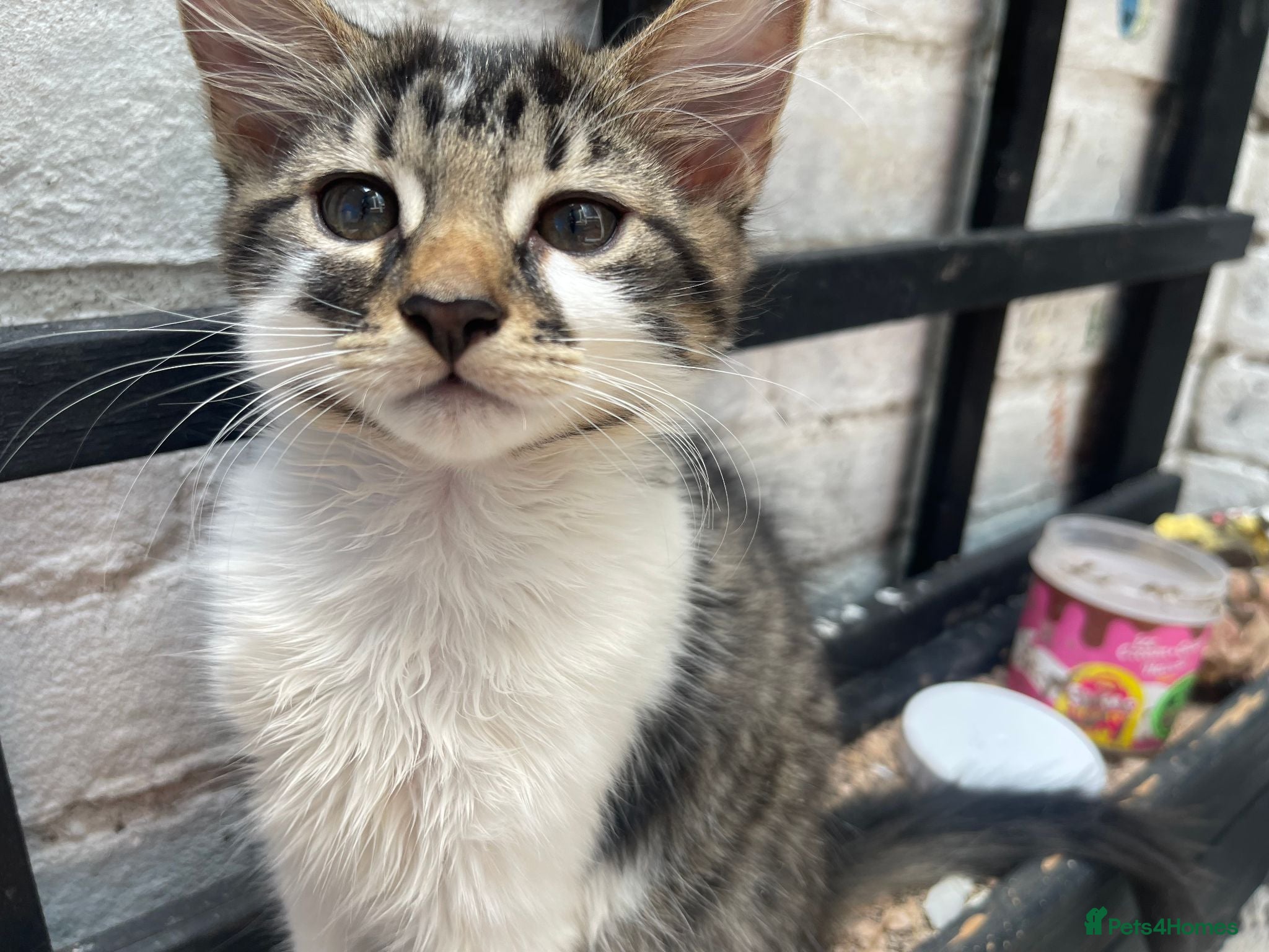 Mixed Breed cats cute kittens ready for a new home now  - Advert 2