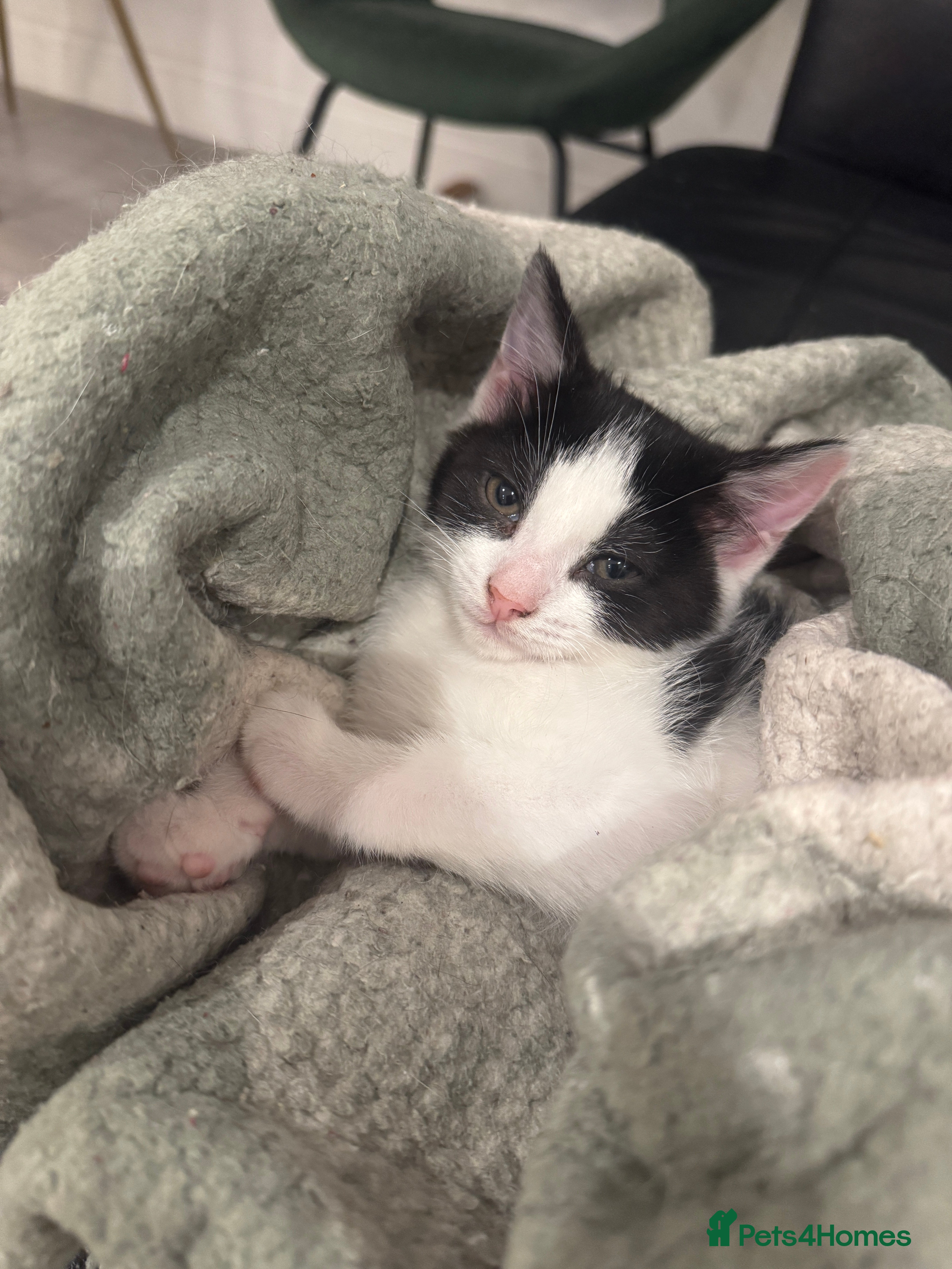 Mixed Breed cats 3 female kittens for sale  - Advert 1