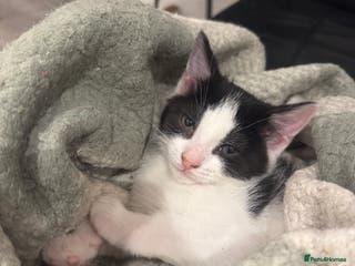 Mixed Breed cats 3 female kittens for sale - Advert 8