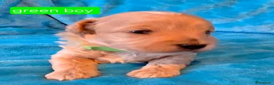 Maltipoo 5