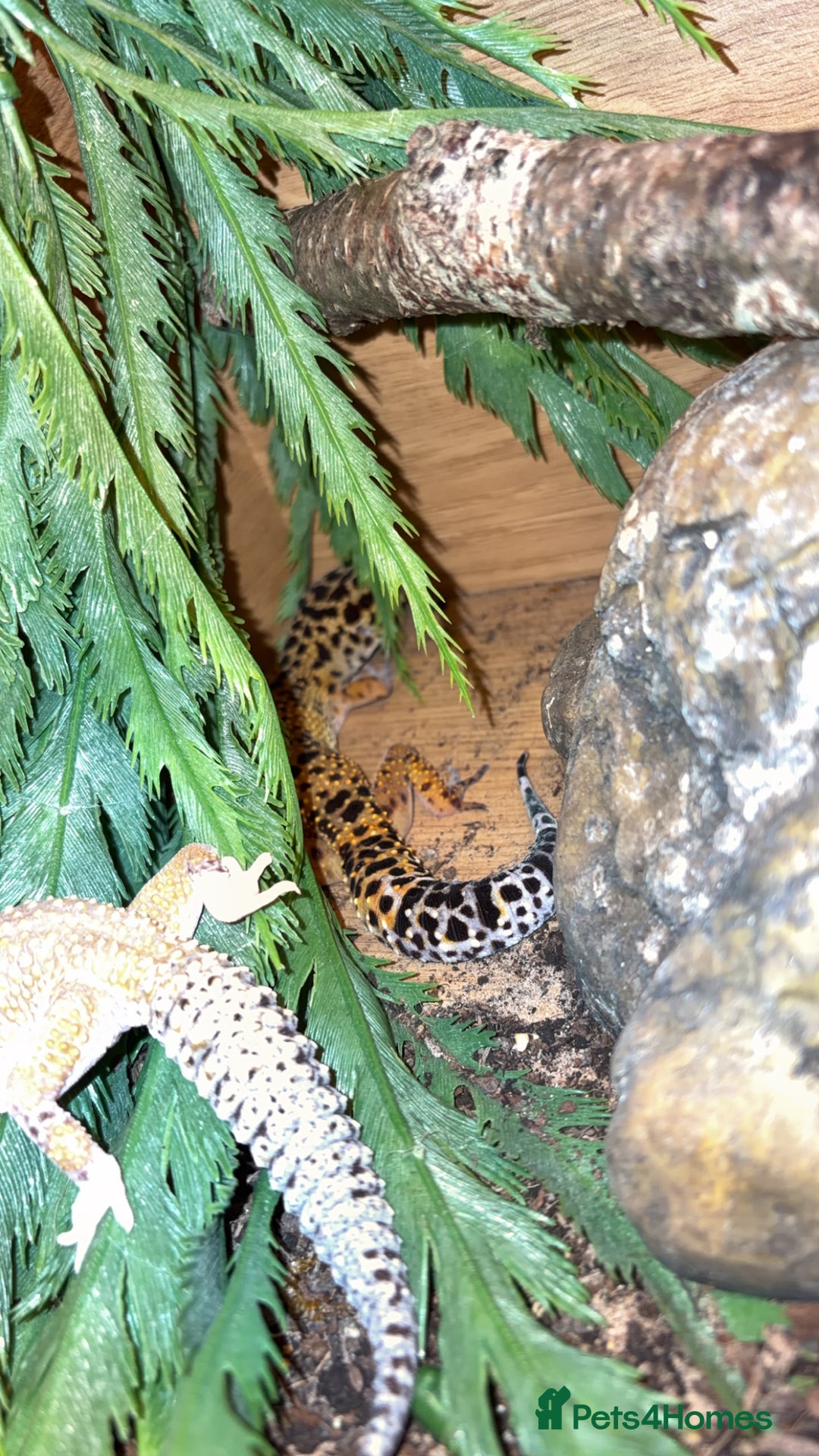 Leopard Gecko reptiles for sale: Leopard geckos (FULL SET UP) - Advert 3