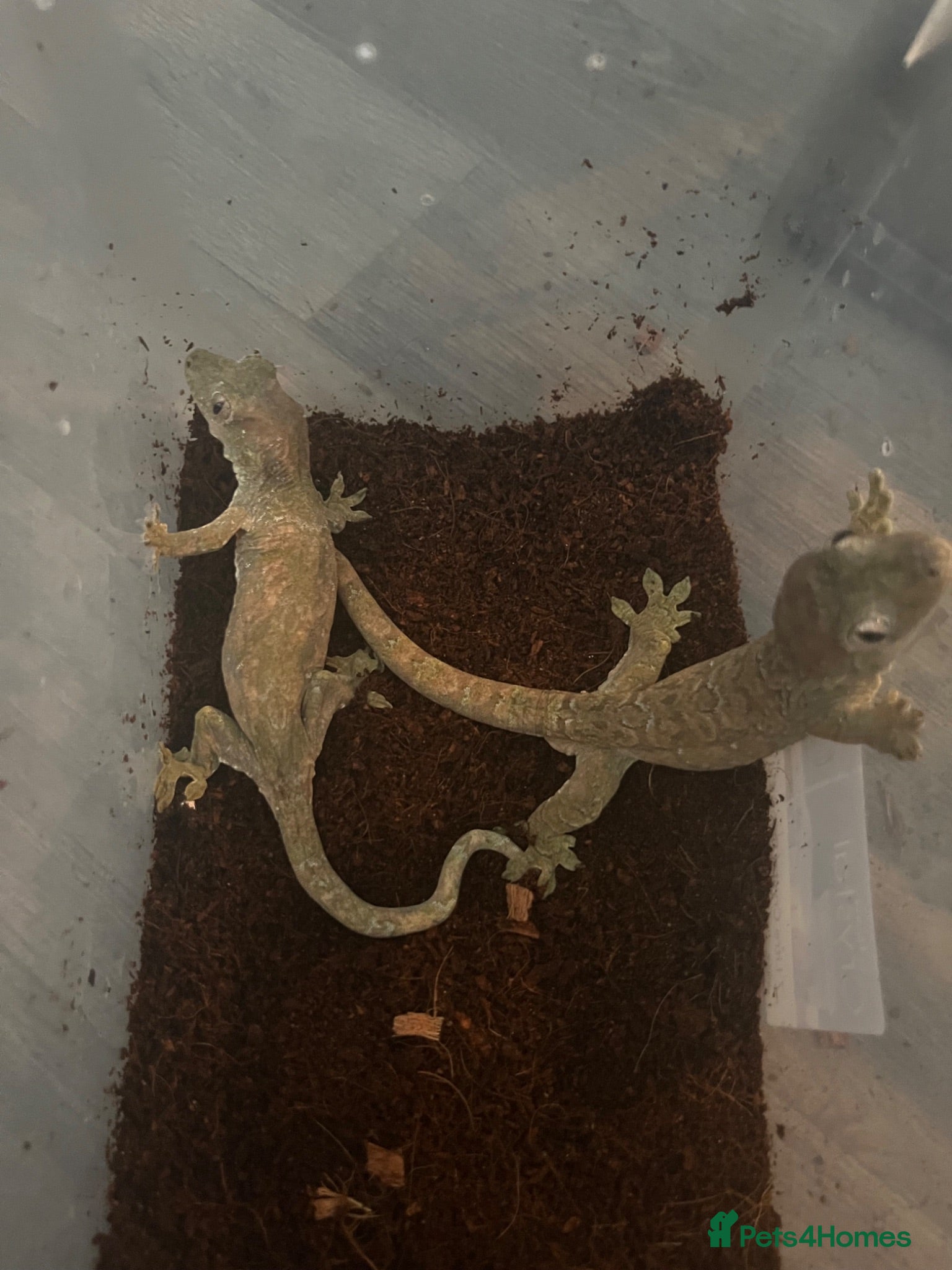 Gecko reptiles 2x chahoua mossy geckos  - Advert 2