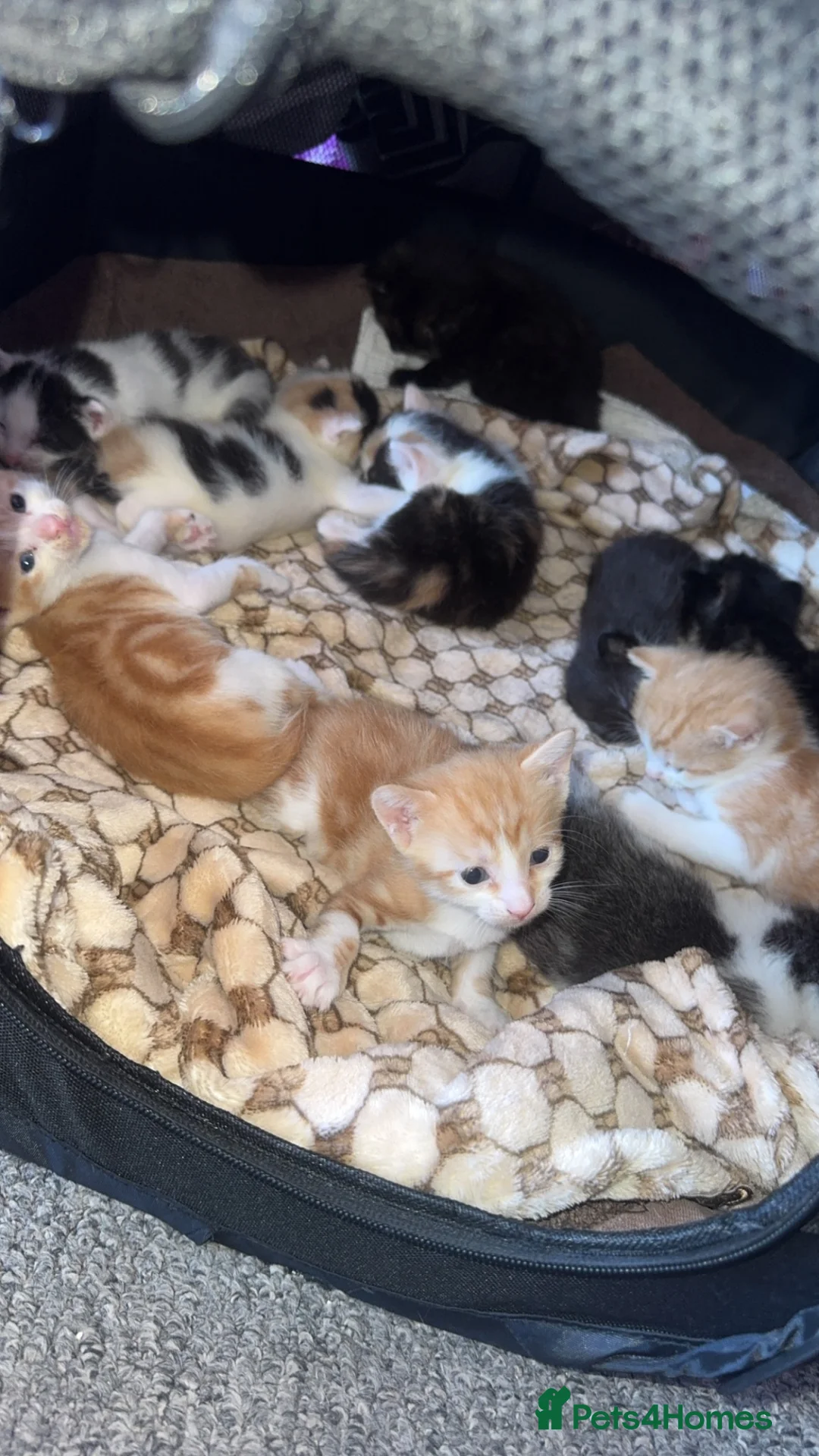 Mixed Breed cats for sale: Kittens ready to leave  in Rotherham - Advert 8