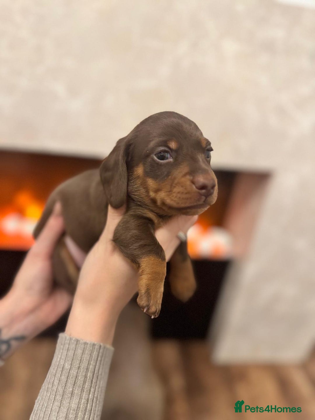 Miniature Dachshund dogs for sale: 2 chocolate miniature dachshund puppies  - Advert 3