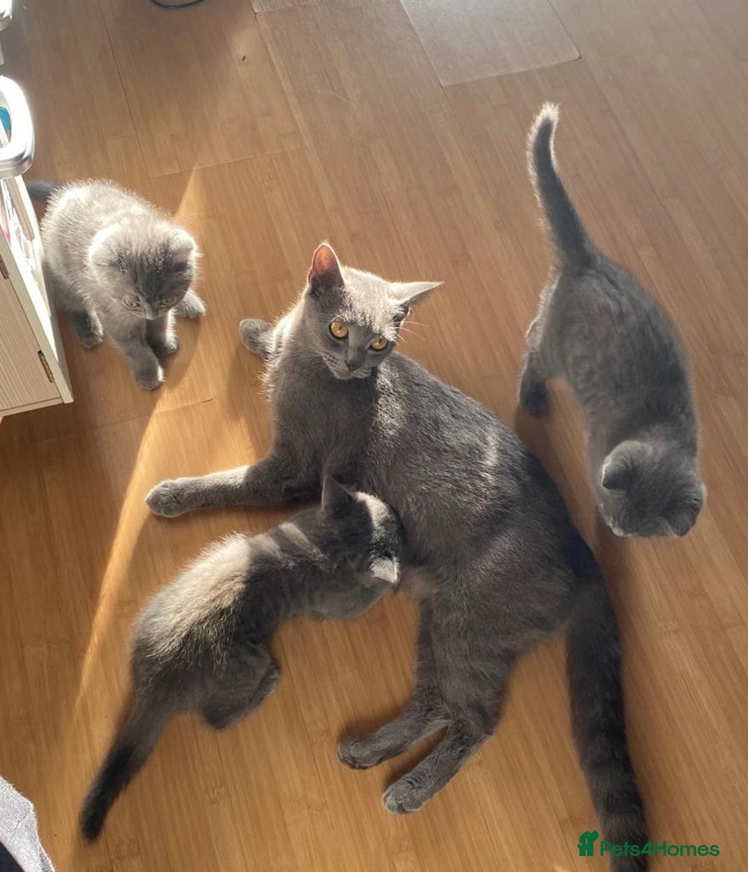 British Shorthair cats for sale: Lovely blue British shorthair kittens  - Advert 1