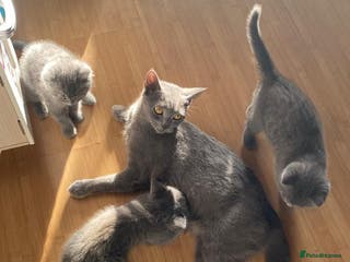 British Shorthair cats Lovely blue British shorthair kittens - Advert 1