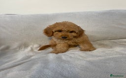 Cockapoo dogs for sale: 1 outstanding boy available  - Image 7