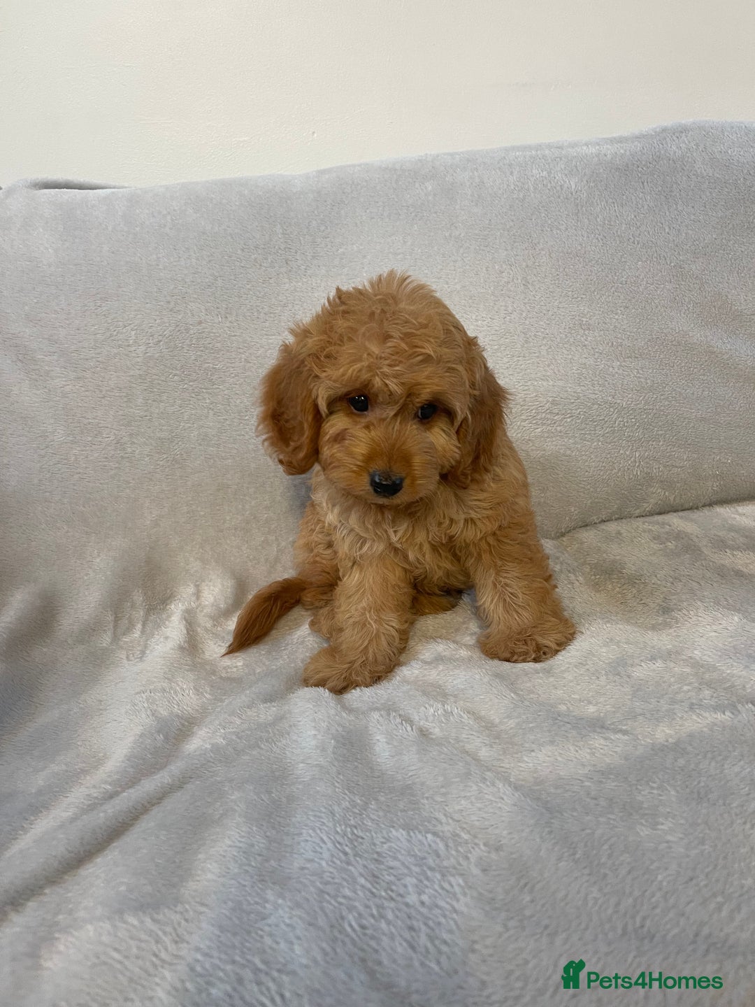 Cockapoo dogs for sale: 1 outstanding boy available  - Image 7