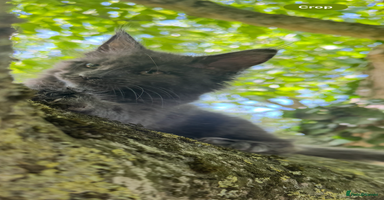 Maine Coon cats - Advert 15