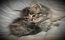 Ragdoll cats for sale: Ragdolls  - Image 16