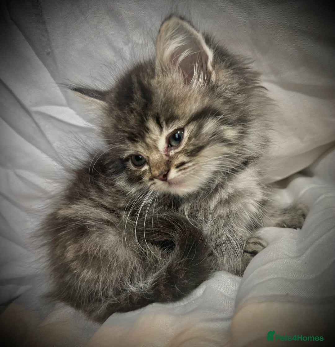 Ragdoll cats for sale: Ragdolls  - Image 16