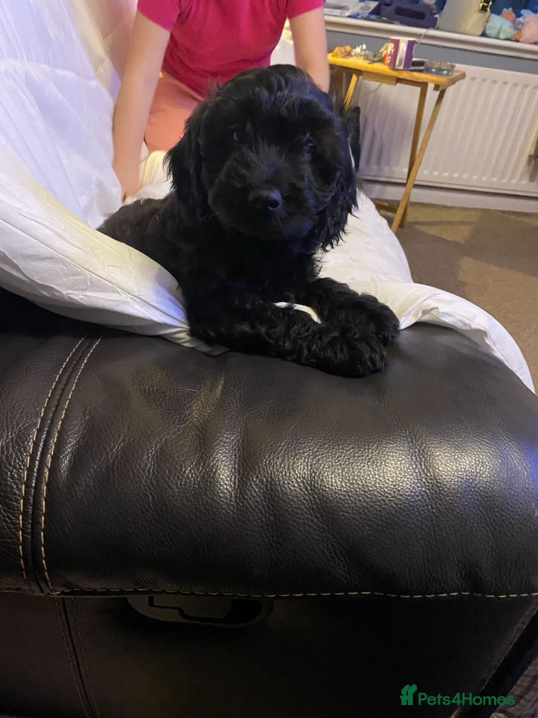 Cavapoo dogs for sale: Beautiful cavapoo puppy - Advert 5