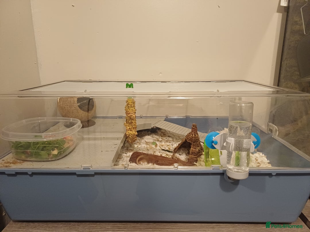 Mouse rodents for sale: Two Lovely Male Mice Looking for a New Home - Advert 1