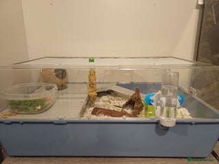 Mouse rodents Two Lovely Male Mice Looking for a New Home - Advert 3