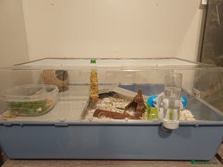 Mouse rodents Two Lovely Male Mice Looking for a New Home - Advert 17