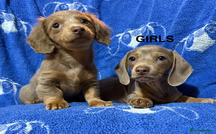 Dachshund dogs - Advert 1