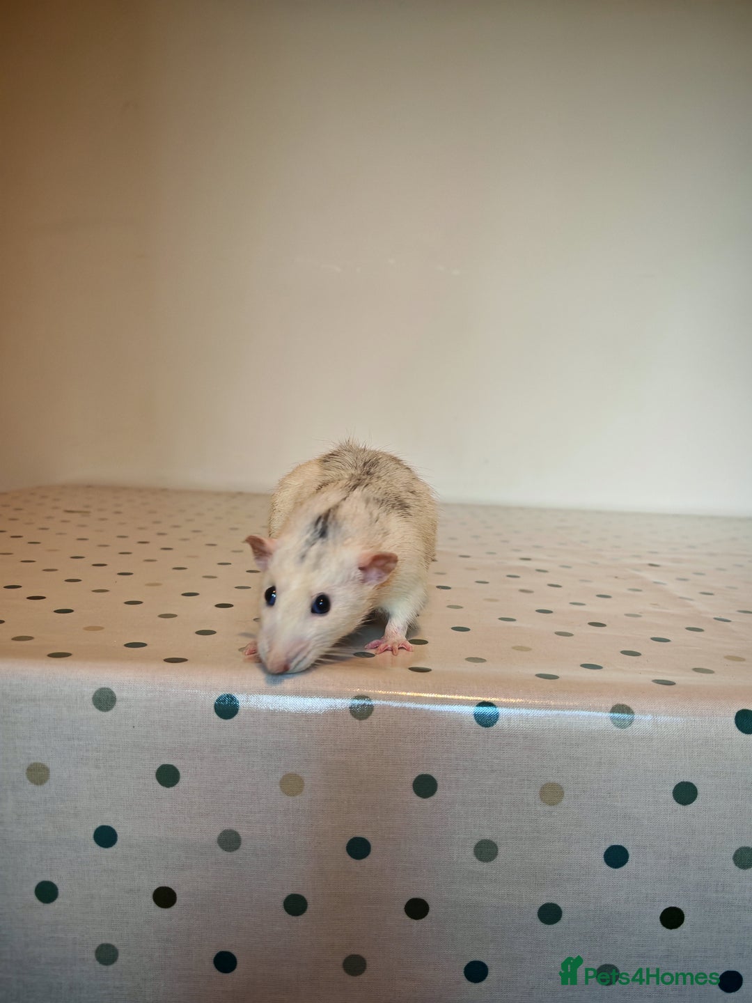 Rat rodents for sale: Trio of Male Dumbo Rats and Cage - Advert 2