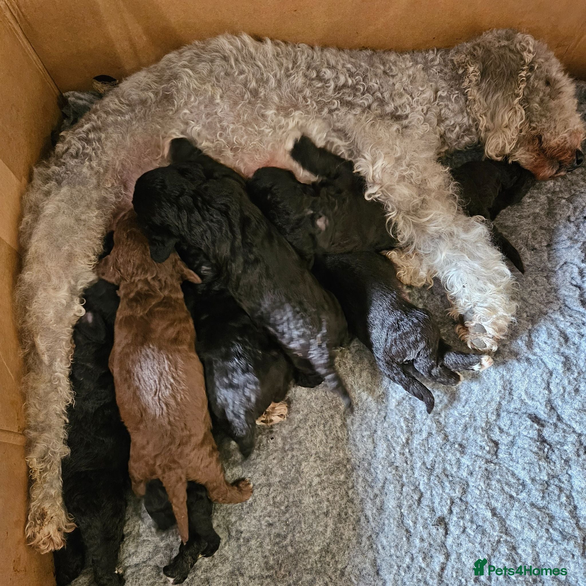 Bedlington Terrier dogs KC Registered Bedlington puppies - Advert 1