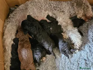 Bedlington Terrier dogs for sale: KC Registered Bedlington puppies - Advert 1