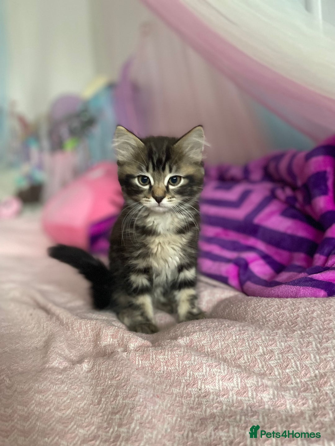 Mixed Breed cats for sale: Ragdool & Norwegian forest boy  - Advert 4