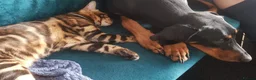 Bengal cats for stud: Impressive Stud Bengal TICA WCF reg in Harlow - Advert 27
