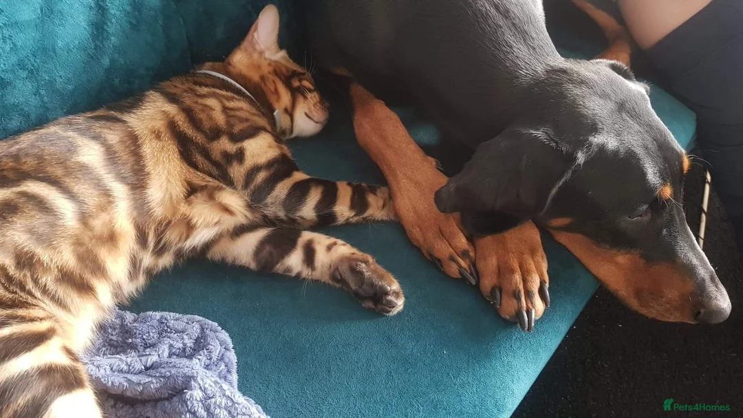 Bengal cats for stud: Impressive Stud Bengal TICA WCF reg in Harlow - Advert 27