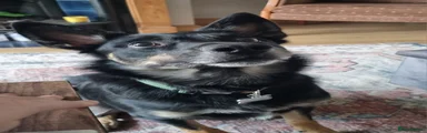 Welsh Collie 1