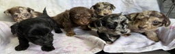 Doxiepoo dogs for sale: GORGEOUS DOXIEPOO PUPPIES  - Advert 7