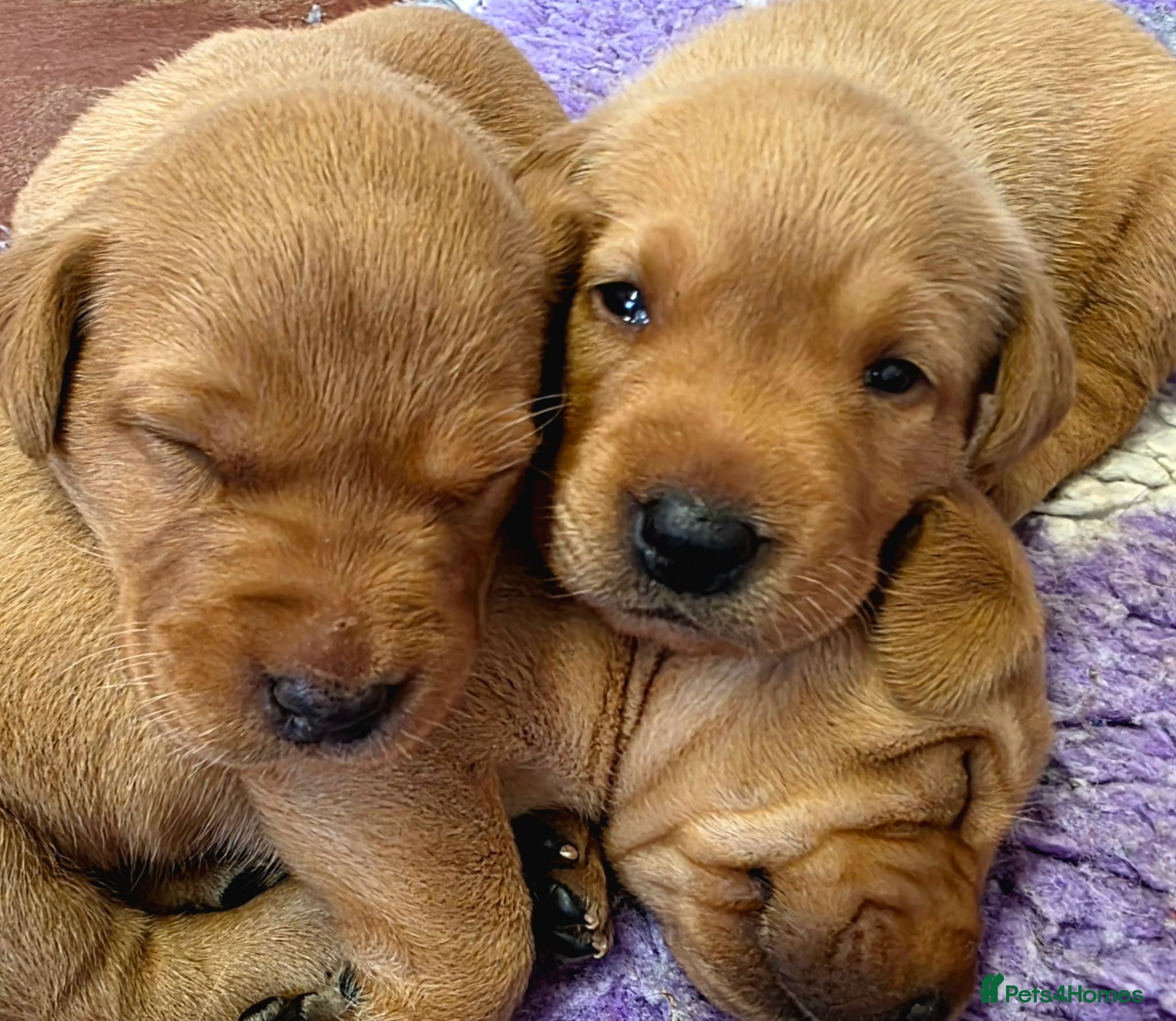 Labrador Retriever dogs Fantastic Fox Red Labrador Puppies  - Advert 2