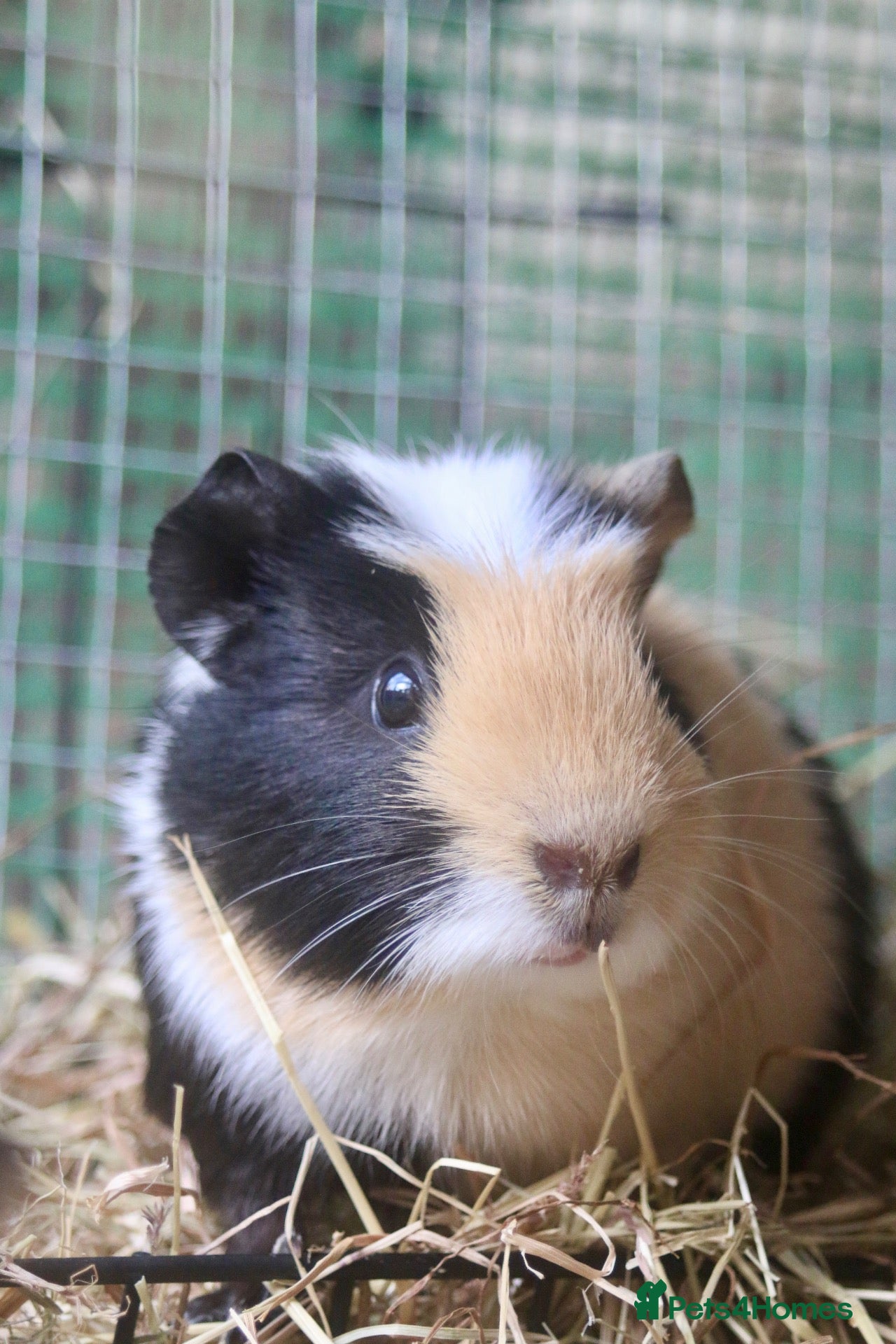 Guinea Pig rodents for sale: 5 bonded female guinea pigs  - Advert 14