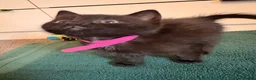 Mixed Breed cats for sale: 4 gorgeous black female kittens 🖤 - Advert 11